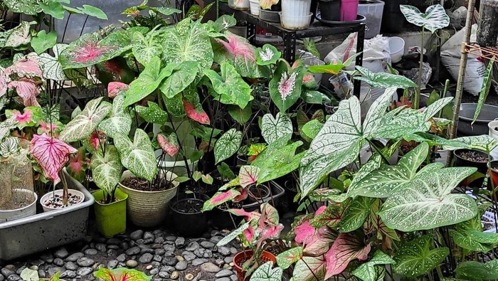 Jenis Keladi Sexy Pink