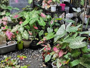 Di Jakarta Keladi Lagi Naik Daun, di Papua Malah Dimakan