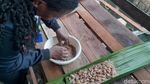 Foto: Ulat Sagu, Kuliner Wajib Papua