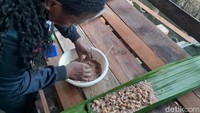 Ulat sagu menjadi makanan wajib para bumil di Papua. 