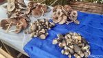 Foto: Ulat Sagu, Kuliner Wajib Papua