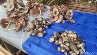 Ada juga jamur pohon sagu, lo. 