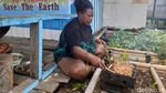 Foto: Ulat Sagu, Kuliner Wajib Papua