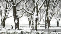 Salju menutupi jejeran pepohonan, jalan setapak, hingga danau Ontario di Toronto, Kanada. AP/Nathan Denette  