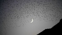 Sekawanan burung terbang pada saat bulan sabit menampakkan diri di langit Roma. AP Photo/Andrew Medichini  