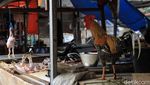 Jelang Akhir Tahun Harga Cabai-Ayam di Bandung Naik