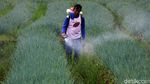 Melihat Petani Merawat Tanaman Daun Bawang di Bandung