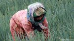 Melihat Petani Merawat Tanaman Daun Bawang di Bandung