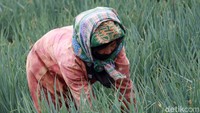 Selain melakukan penyemprotan pestisida, sejumlah petani membersihkan rumput-rumput liar yang dapat mengganggu pertumbuhan daun bawang.
