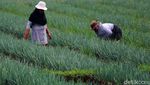 Melihat Petani Merawat Tanaman Daun Bawang di Bandung