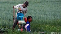 Sebelumnya lahan ini digunakan untuk menanam padi, peralihan musim membuat petani memilih menanam sayuran.