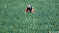 Seorang petani tengah mencabut rumput liar.
