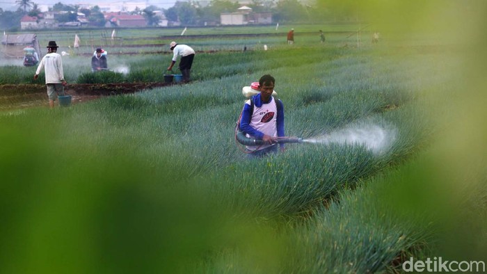 Melihat Petani Merawat Tanaman Daun Bawang di Bandung Salah satu pusat pertanian daun bawang berada di Kecamatan Majalaya, Kabupaten Bandung, Jawa Barat. Yuk lihat para petani merawat tanaman bawang mereka.