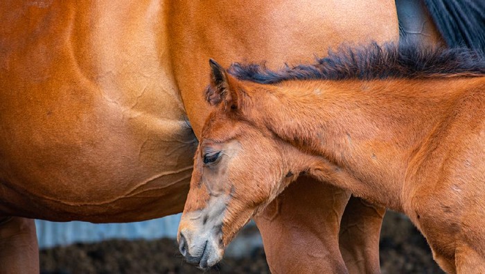 Ada Temuan Narkoba Jalanan Jenis Baru, Terbuat dari Obat Bius Kuda