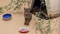 Setelah dilakukan perawatan intensif, kucing hutan tersebut dikembalikan ke habitat aslinya dan akan dilepaskan kembali ke alam liar.  
