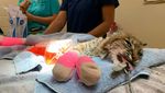Penyelamatan Kucing Hutan Dari Kebakaran California