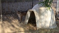 Kucing hutan dijemput pada Selasa, (1/12/2020) dari Ramona Wildlife Center dan dibawa ke daerah yang memiliki banyak makanan dan air.  