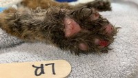 Kaki kucing hutan tersebut terbakar parah akibat kebakaran yang menimpa hutan California.  