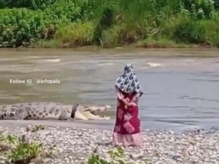 Screenshot video saat warga tampak mendekati buaya berkalung ban yang ada di Sungai Palu, Sulteng (Instagram @infopalu)