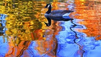 Seekor angsa berenang di danau yang terpantulkan warna pepohonan musim gugur di Walnut Creek, California dan terekam dengan indah. AP Photo/Jose Carlos Fajardo  