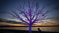 Siluet seorang pria saat lampu menyinari instalasi seni di Vancouver, Kolombia. Darryl Dyck/The Canadian Press via AP  