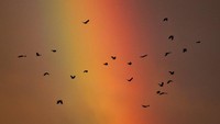 Sekelompok burung gagak terbang melewati indahnya warna-warni pelangi di Vancouver, Kolombia. Darryl Dyck/The Canadian Press via AP  