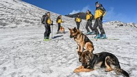 Para tentara berpatroli sambil bermain ski dengan anjing penyelamat dan pencari.  