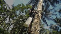 Pria itu bernama Salomon, sang pemilik kebun. Dia memanfaatkan 30 pohon kelapa untuk diolah menjadi nira kelapa.  
