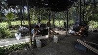 Meski demikian minuman warisan budaya Maluku tersebut masih menjadi perdebatan tekait legalitas peredarannya.  