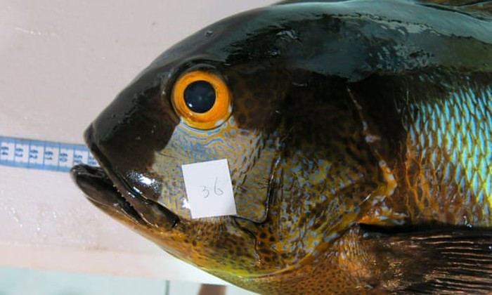 midnight snapper tertua dunia