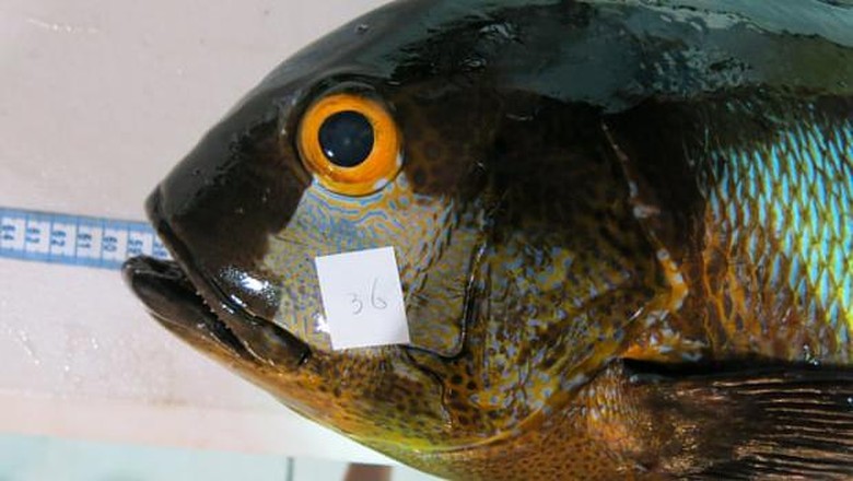 midnight snapper tertua dunia midnight snapper tertua dunia
