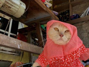 Pasar Busana Kucing di Indonesia, Mulai dari Jilbab Hingga Kostum Lainnya