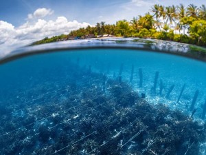 Pemimpin Dunia Sebut Laut jadi Kunci untuk Atasi Krisis Iklim
