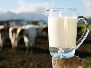 Rasulullah SAW Suka Minum Susu Kambing, Susu Juga Tercatat dalam Al-Quran