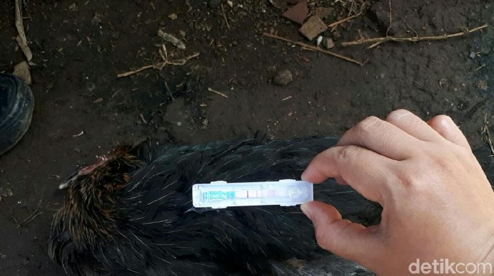 Ratusan unggas di Bandung Barat mati mendadak positif flu burung