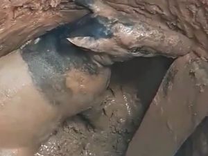 Seekor Tapir Mati Usai Terperangkap di Dalam Sumur Tua di Sumsel