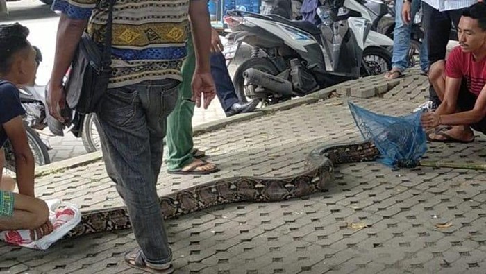 Ular Piton Muncul di Kolam Cemara Asri Deli Serdang