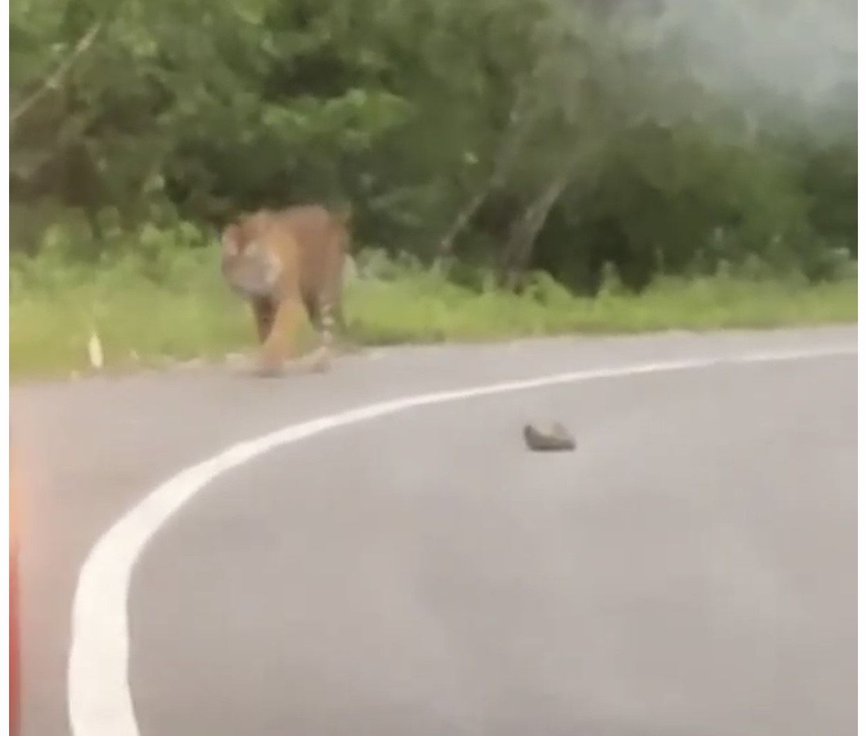Viral harimau muncul dan nongkrong di pinggir jalan di Sumbar (dok. Istimewa)