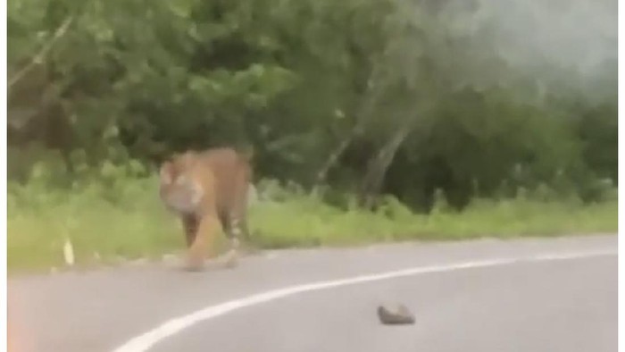 Viral harimau muncul dan nongkrong di pinggir jalan di Sumbar (dok. Istimewa)