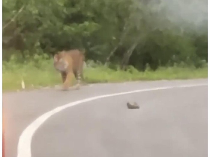 Viral harimau muncul dan nongkrong di pinggir jalan di Sumbar (dok. Istimewa)