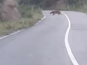 Video Heboh Harimau Berkeliaran dan Nongkrong di Jalan Raya Solok