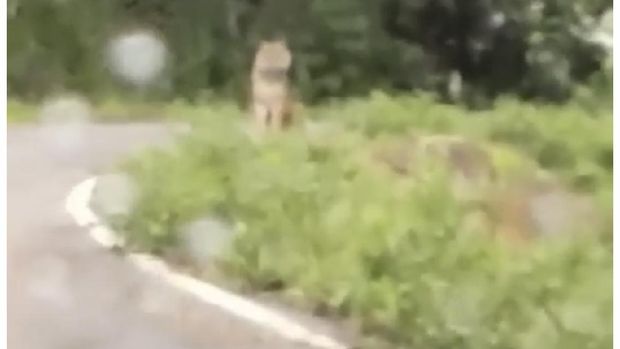 Viral Tigers Appear and Hang Out Along the Road in West Sumatra (Special Doc)