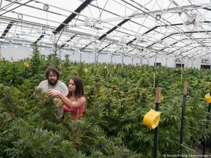 WHO Hapus Ganja Dari Daftar Obat-obatan Paling Berbahaya di Dunia