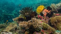 Scuba junkie memiliki resor menyelam di beberapa tempat wisata selam populer yaitu Komodo, Nusa Penida dan Sangalaki, serta lokasi lainnya di Sabah, Malaysia. Mereka sangat senang dianugerahi penghargaan bergengsi tersebut.