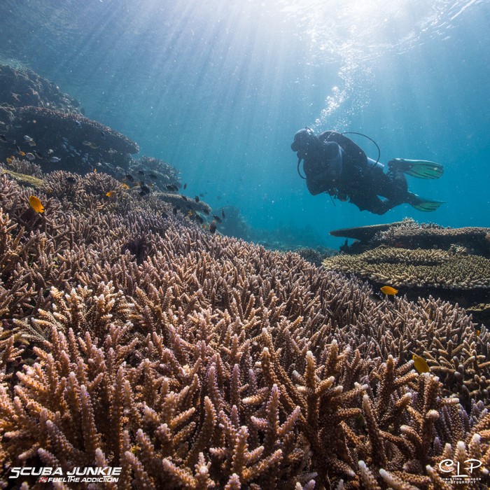 dokumentasi Scuba Junkie