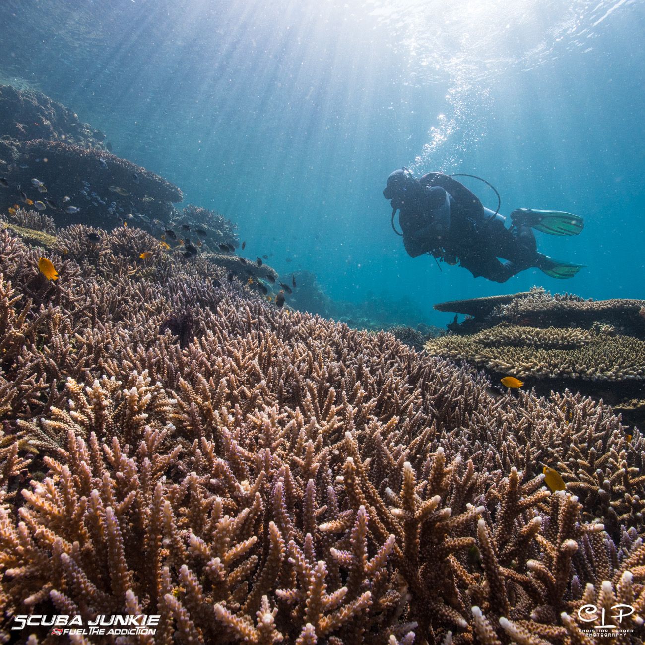 dokumentasi Scuba Junkie