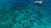 Pasangan Inggris ini mengunjungi Indonesia pada tahun 2005 untuk menyelam di Komodo, ternyata hanya ada 4 perusahaan selam yang beroperasi di tempat tersebut. Mereka langsung  jatuh  cinta  dengan tempat itu dan ingin membuka pusat penyelaman di sana.