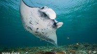 Scuba Junkie juga ingin fokus melindungi ekosistem laut, terutama di Indonesia.