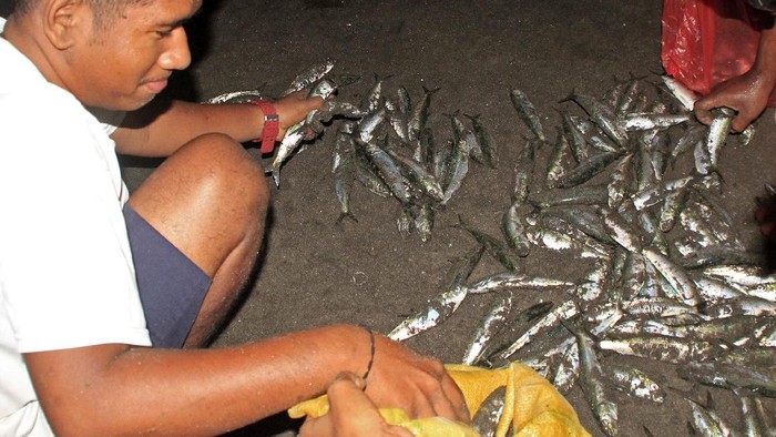 FENOMENA IKAN HIDUP NAIK KE PESISIR PANTAI LEWOLEBA Warga memasukan ikan yang sudah mereka dapat di pesisir pantai Lewoleba, Kabupaten Lembata, NTT Kamis (3/12/2020) malam.Fenomena ikan hidup naik ke pesisir pantai ini membuat warga di kota itu beramai-ramai untuk mendapatannya.ANTARA FOTO/Kornelis Kaha.