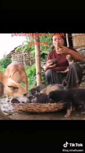 Sangar! Aksi Wanita Berburu Buaya untuk Digoreng dan Dimakan